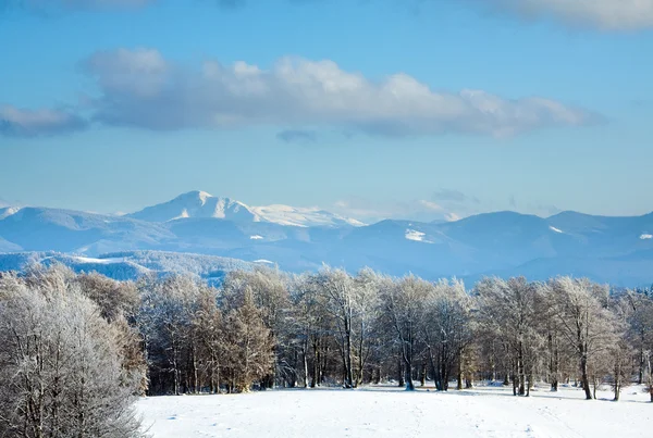 Eerste winter sneeuw en de berg beukenbos — Stockfoto