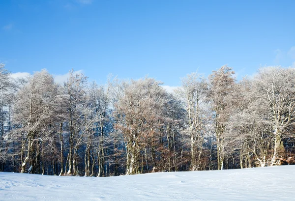 Перший зимовий сніг і гірський буковий ліс — стокове фото