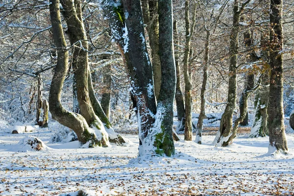 První zimní sníh a poslední podzimní listí v lese — Stock fotografie