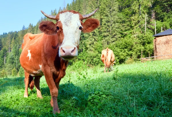 Zomerochtend land landschap met koeien — Stockfoto