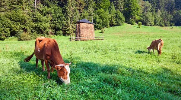 Letni poranek krajobraz kraju z krów — Zdjęcie stockowe
