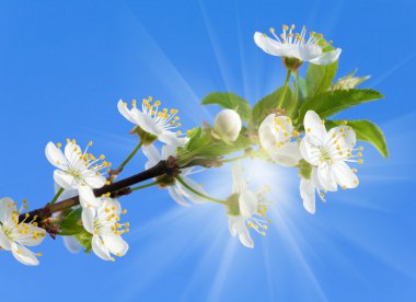 Blossoming cherry twig on sky and sunshine background clipart