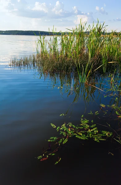 Latem jezioro trzcinowe zarośla — Zdjęcie stockowe