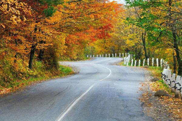 Autumn road in forest — Stock Photo, Image