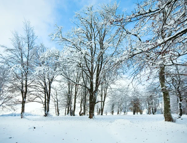 Πρώτο χιόνι του χειμώνα και το περασμένο φθινόπωρο αφήνει στο δάσος — Φωτογραφία Αρχείου