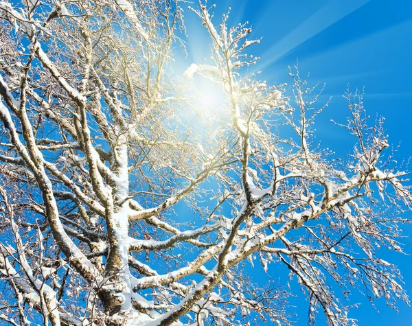 Солнечный свет в ветвях зимних деревьев — стоковое фото