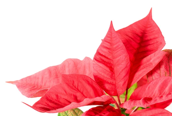 Güzel kırmızı poinsettia bitki üzerinde beyaz izole — Stok fotoğraf