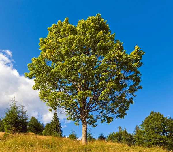 Μοναχικό δέντρο στο βουνό καλοκαίρι — Φωτογραφία Αρχείου