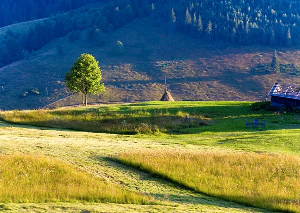 Summer mountain grassland landscape — Stock Photo, Image