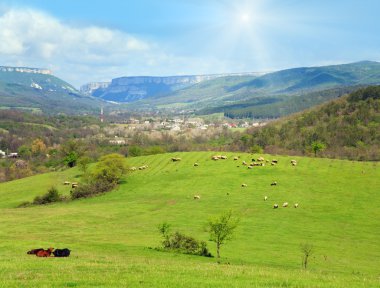 dağ tepe köyü yakınlarında koyun sürüsü