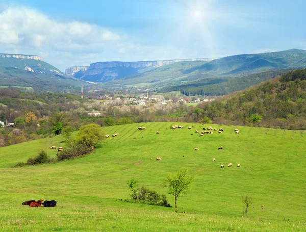 Rebaño de ovejas en la colina de montaña cerca del pueblo —  Fotos de Stock