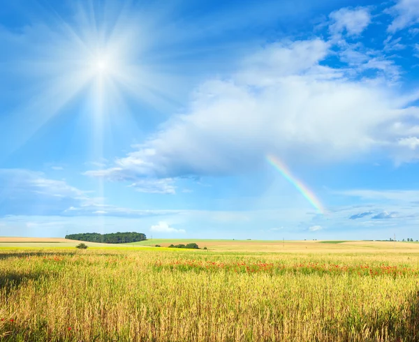 Rainbow, sunshine and summer field. — Stock Photo, Image