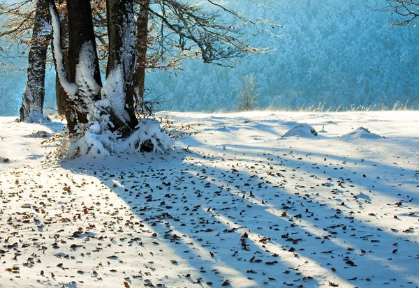 Första vintern snö och förra hösten lämnar i skogen — Stockfoto