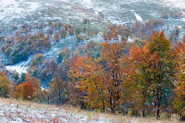 第一次冬季雪和秋季多彩叶面喷施山 — 图库照片