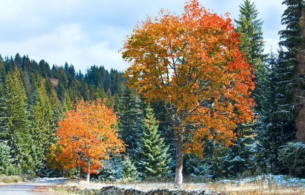 First winter snow and autumn colorful foliage near mountain road — Stock Photo, Image