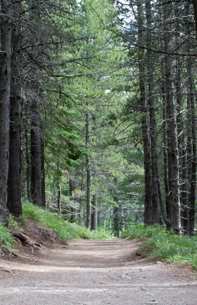 Trail i skoven - Stock-foto