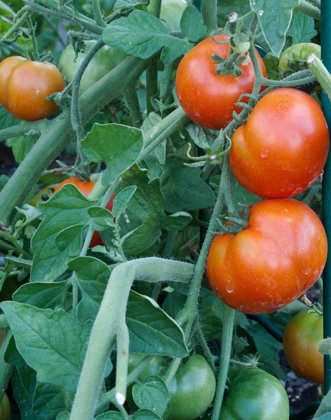 Tomato cluster in the garden — Stock Photo, Image
