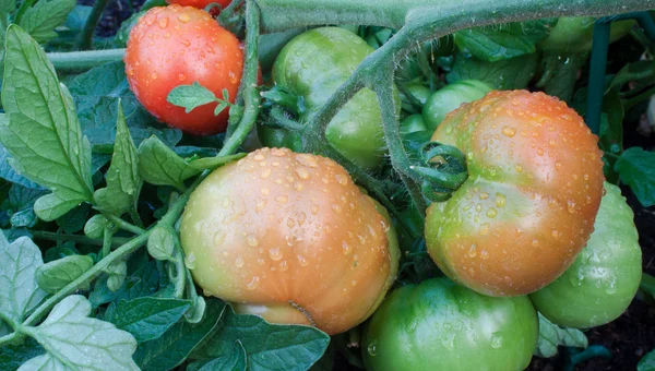 つる完熟トマト — ストック写真
