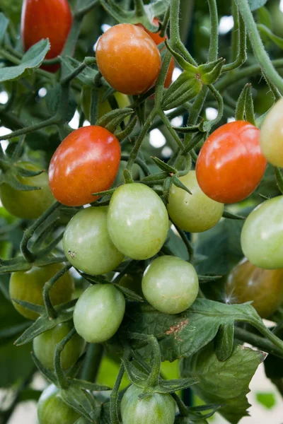 Cherry rajče clusteru v zahradě — Stock fotografie