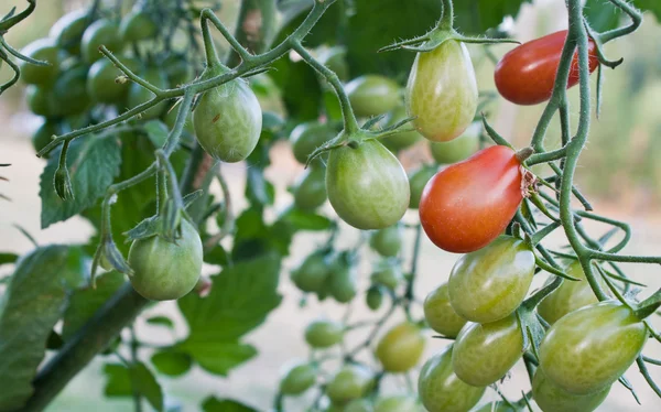 Cherry tomato cluster in the garden — Stock Photo, Image