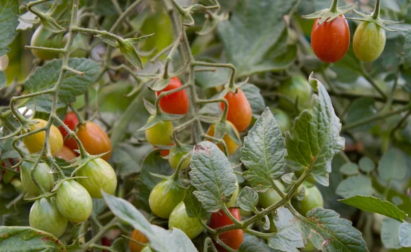 Grappe de tomates cerises dans le jardin — Photo