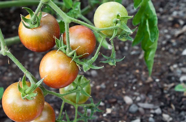Cluster de tomate cereja no jardim — Fotografia de Stock