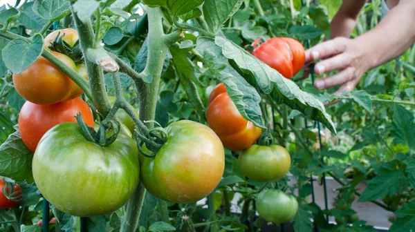 Tomate cluster no jardim — Fotografia de Stock