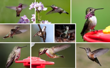 Humming bird collection clipart