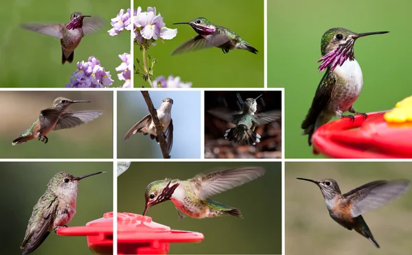 stock image Humming bird collection