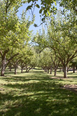 Apple orchard clipart