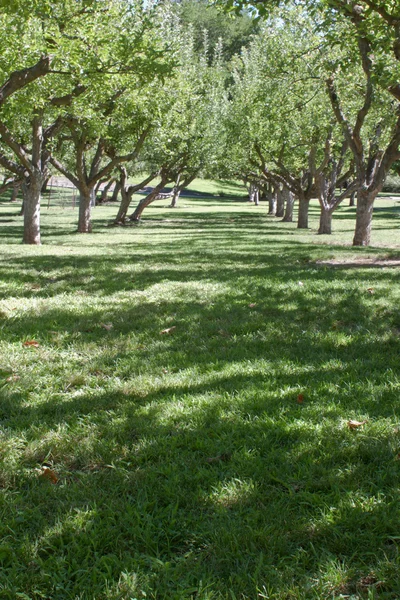 stock image Apple orchard