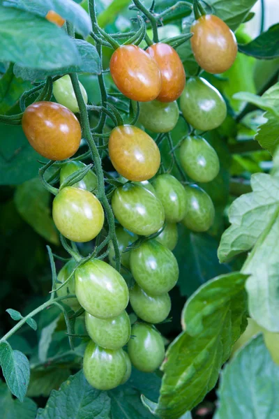 Cherry tomato cluster in the garden — Stock Photo, Image