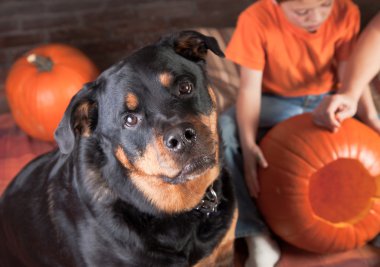 rottweiler bebek oturma