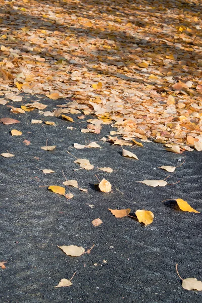 Leaves on the road — Stock Photo, Image