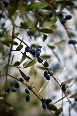 Dalda siyah zeytin .