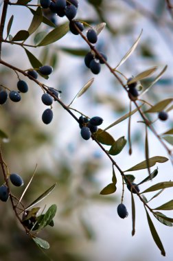 Dalda siyah zeytin .