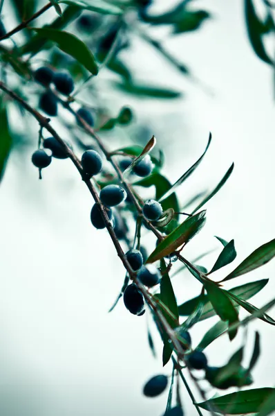 Czarne oliwki na gałęzi . — Zdjęcie stockowe