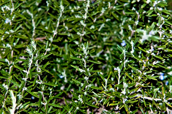 stock image Rosemary .