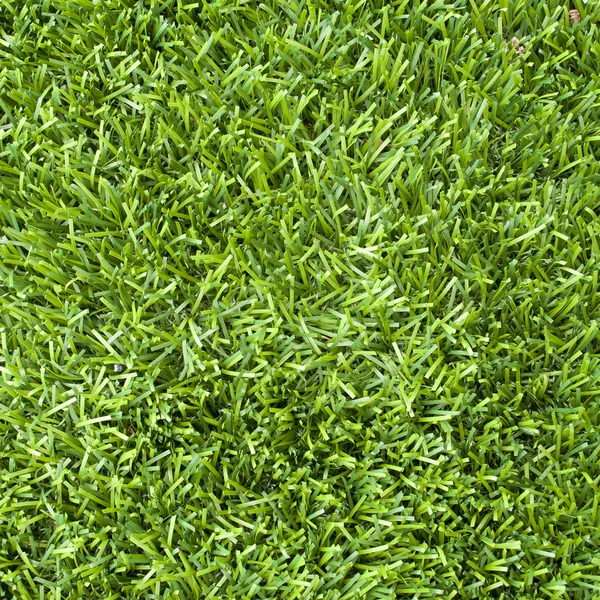 stock image Grass texture