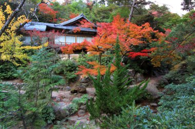 Colorful leaf and tree in japan : kouyou clipart