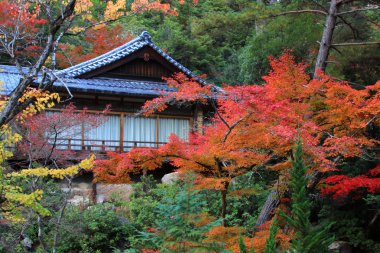 Renkli yaprak ve ağaç Japonya: Koyo