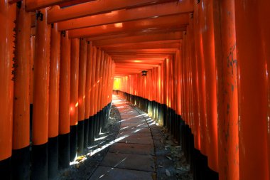 Torii in colorful leaf and tree in japan : Fujimi Inari Kyoto clipart