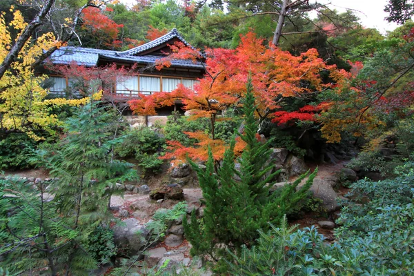 Цветные листья и деревья в Японии: Kouyou — стоковое фото