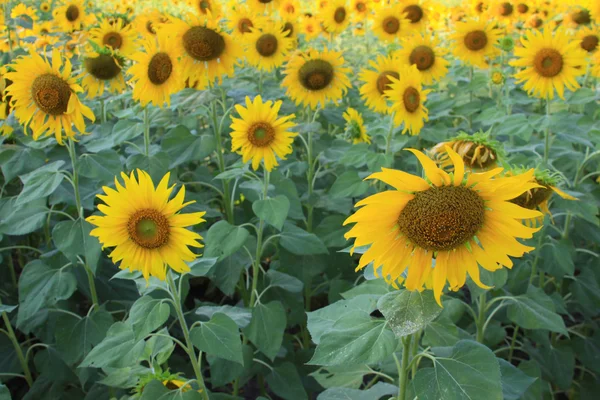 stock image Beautiful sunflower farm in blue sky