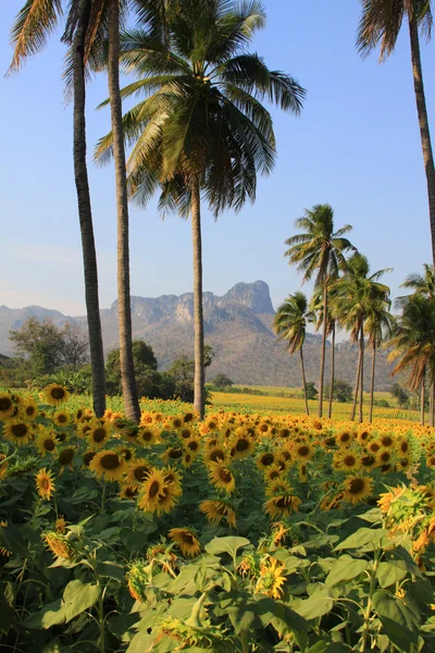 Schöne Sonnenblumenfarm in blauem Himmel — Stockfoto