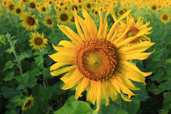 stock image Beautiful sunflower farm in blue sky