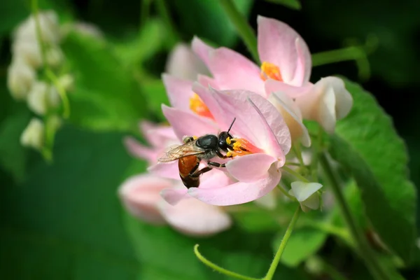 Bee and pink flower fertilization in garden — Stock Photo, Image