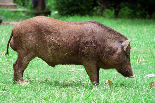 Wild boar in grass — Stock Photo, Image