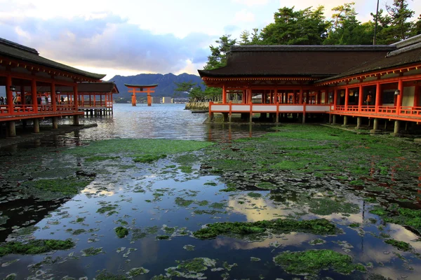 Torii e templo brilho velho em folha colorida e árvore em Ilhas Miyajima  : — Fotografia de Stock