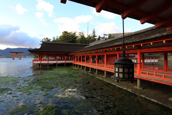Torii y viejo templo del brillo en hoja colorida y árbol en las islas de Miyajima  : — Foto de Stock